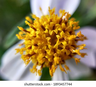 The flower of a wild plant called Bidens pilosa.