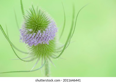 Flower of a wild teasel on a green blurred background