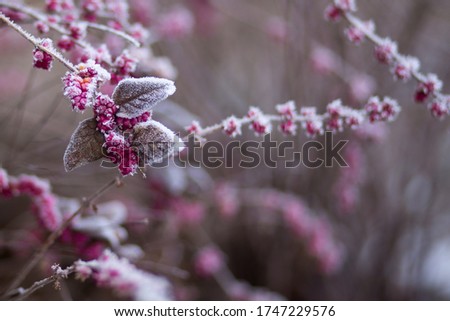 Flower in Winter Beautiful Wallpaper Amazing Picture 