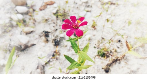 
A Flower In The Yard Of A House In Sintang Indonesia. 