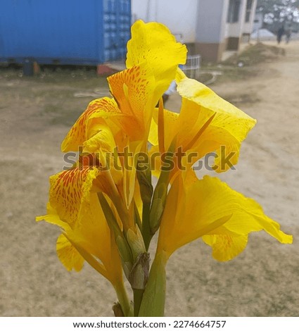 Flower, yellow flower, beautiful flower, village flower plant