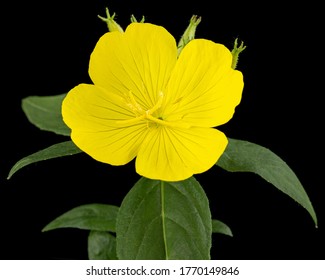 Flower Of Yellow Evening Primrose, Lat. Oenothera, Isolated On Black Background