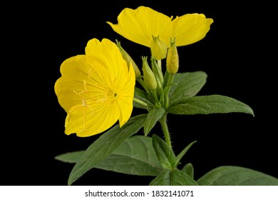 Flower Of Yellow Evening Primrose, Lat. Oenothera, Isolated On Black Background