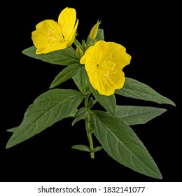 Flower Of Yellow Evening Primrose, Lat. Oenothera, Isolated On Black Background