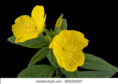 Flower Of Yellow Evening Primrose, Lat. Oenothera, Isolated On Black Background