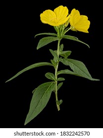 Flower Of Yellow Evening Primrose, Lat. Oenothera, Isolated On Black Background