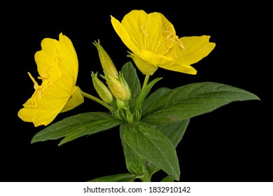 Flower Of Yellow Evening Primrose, Lat. Oenothera, Isolated On Black Background