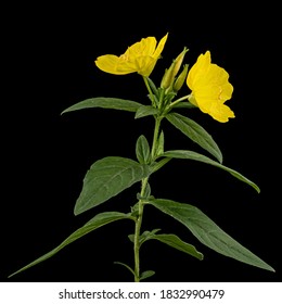 Flower Of Yellow Evening Primrose, Lat. Oenothera, Isolated On Black Background