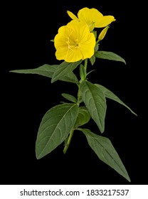 Flower Of Yellow Evening Primrose, Lat. Oenothera, Isolated On Black Background