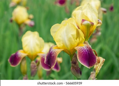 Flower Yellow Iris