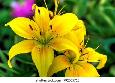 Yellow Lilies Hd Stock Images Shutterstock