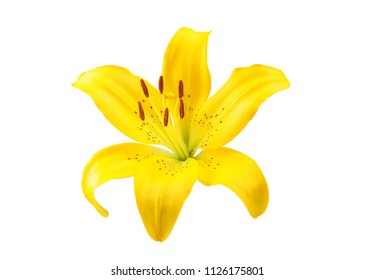 3,364,632 Yellow flower white background Images, Stock Photos & Vectors ...