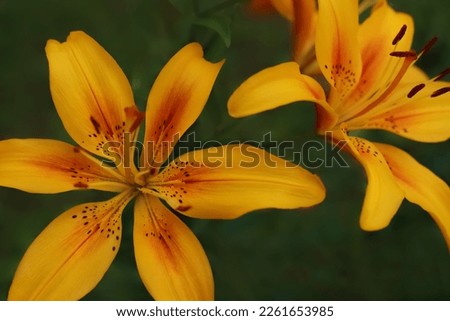 Flower of a yellow red lily growing in a summer garden. Yellow asiatic hybrid lilies. Bouquet of fresh flowers growing in summer garden. Gardening concept. Asiatic Lily in summertime. Summer blossom. 