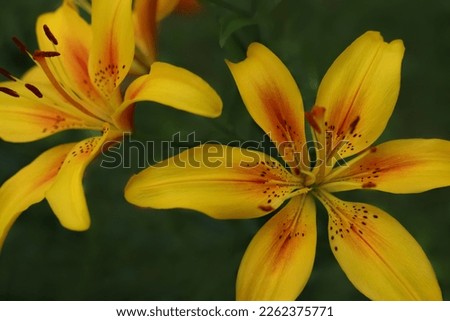 Flower of a yellow red lily growing in a summer garden. Yellow asiatic hybrid lilies. Gardening. Bouquet of fresh flowers growing in summer garden. Gardening concept. Asiatic Lily in summertime