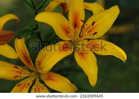 Flower of a yellow red lily growing in a summer garden. Yellow asiatic hybrid lilies. Gardening. Bouquet of fresh flowers growing in summer garden. Gardening concept. Asiatic Lily in summertime