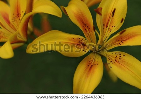 Flower of a yellow red lily growing in a summer garden. Yellow asiatic hybrid lilies. Gardening. Bouquet of fresh flowers growing in summer garden. Gardening concept. Asiatic Lily in summertime