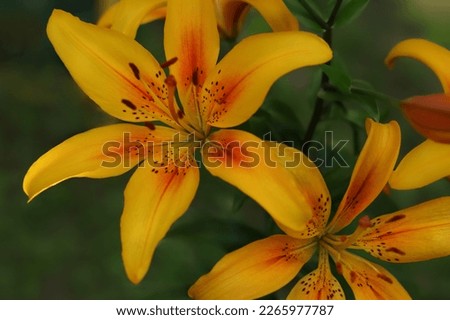 Flower of a yellow red lily growing in a summer garden. Yellow asiatic hybrid lilies. Bouquet of fresh flowers growing in summer garden. Gardening concept. Asiatic Lily in summertime