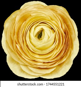 flower yellow  rose. isolated on the black background. No shadows with clipping path. Close-up. Nature. - Powered by Shutterstock