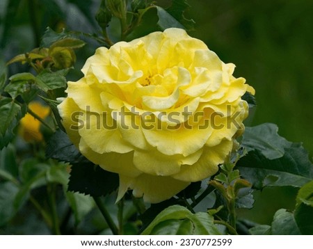 Flower of Yellow Rose in the summer garden. Yellow Roses with shallow depth of field. Beautiful Rose in the sunshine. Yellow garden rose on a bush in a summer garden.