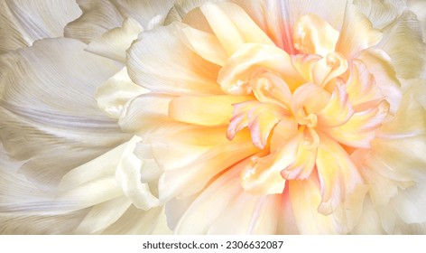 Flower  yellow  tulip  and petals.  Floral  background. Petals tulips. Close-up. Nature. - Powered by Shutterstock