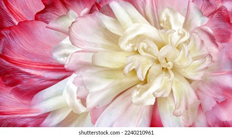 Flower  yellow-red tulips  and petals.  Floral  background. Petals tulips. Close-up. Nature. - Powered by Shutterstock