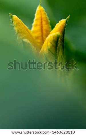 Young cucumber plant