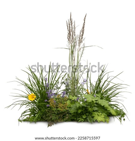 Flowerbed with blooming flowers and ornamental grass isolated on white background