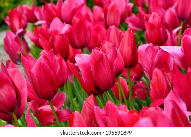 flowerbed with bright flowers tulips - Shutterstock ID 195591899