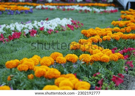 flowerbed city decoration with lawn and colorful flowers. orange marigold violets and other white and pink flowers.