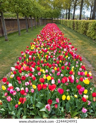 Flowerbed of colorful blooming tulips in the park Keukenhof in the Netherlands