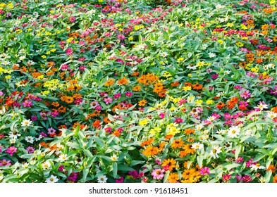flowerbed colorful flowers - Shutterstock ID 91618451