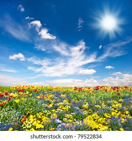flowerbed. colorful flowers over blue sky