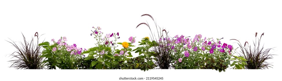 Flowerbed with different blooming plants and flowers isolated on white background