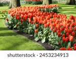 Flowerbed filled with bright orange tulips in spring sunshine
