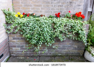 Flowerbed Made Of Bricks With Begonia Flowers And Hanging Ivy In A City Garden