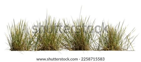 Flowerbed with ornamental grass isolated on white background