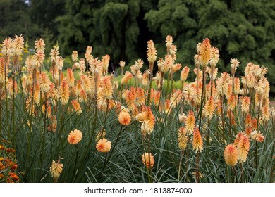 Flowerbed of pale orange red hot pokers or kniphofia in garden