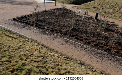 Flowerbed With Perennials And Ornamental Grasses Lit By The Negligence Of A Park Visitor Cigarette Butts. A Blackened Bed Full Of Ash Will Soon Grow New Green. Fire Burning Management, Black, 