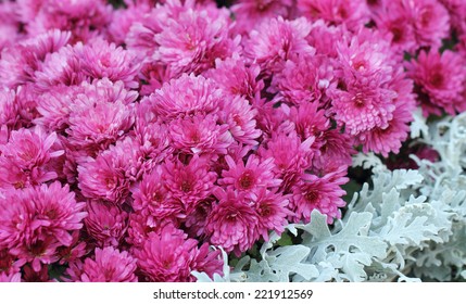 A flowerbed of pink chrysanthemum flowers