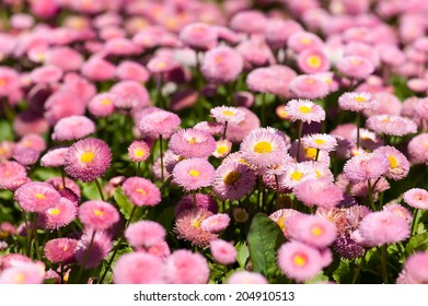 Flowerbed With Pink Marguerites (bellis), Family Asteraceae. 'Monstrosa' Shape, 