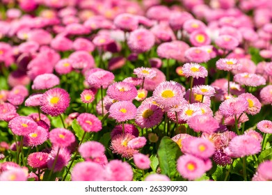 Flowerbed With Pink Marguerites (bellis), Family Asteraceae. 'Monstrosa' Shape, 