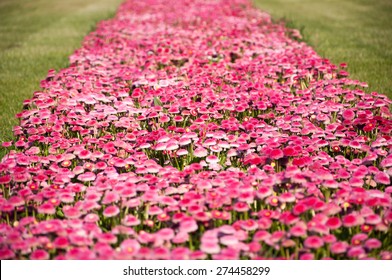 Flowerbed With Pink Marguerites (bellis), Family Asteraceae. 'Monstrosa' Shape, 