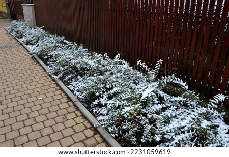 flowerbed with St. John's wort bushes blooming on the slope and blue airy lavender, snow-white bushes in front of the fence of the family house, curb
