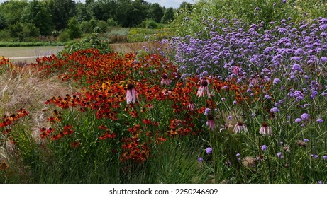 Flowerbed in summer with verbena bonariensis, daisies and echinacea blooms - Shutterstock ID 2250246609
