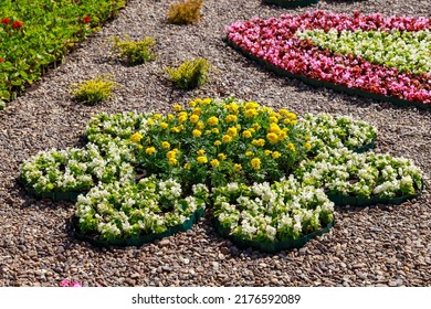 Flowerbeds of decorative floriculture in an urban environment. Background with selective focus and copy space for text