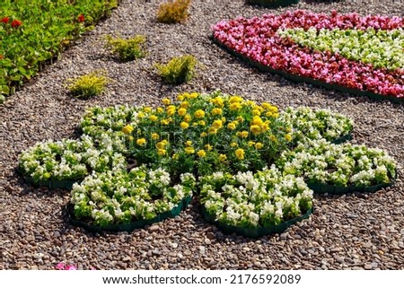 Flowerbeds of decorative floriculture in an urban environment. Background with selective focus and copy space for text