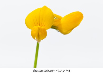 Flower[birdsfoot_trefoil]_01