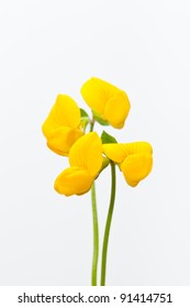 Flower[birdsfoot_trefoil]_13