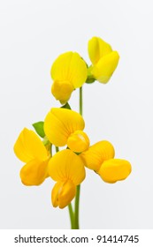 Flower[birdsfoot_trefoil]_18