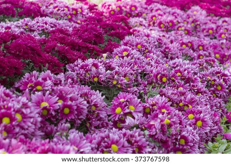 Flower,Bouquet of chrysanthemum flower